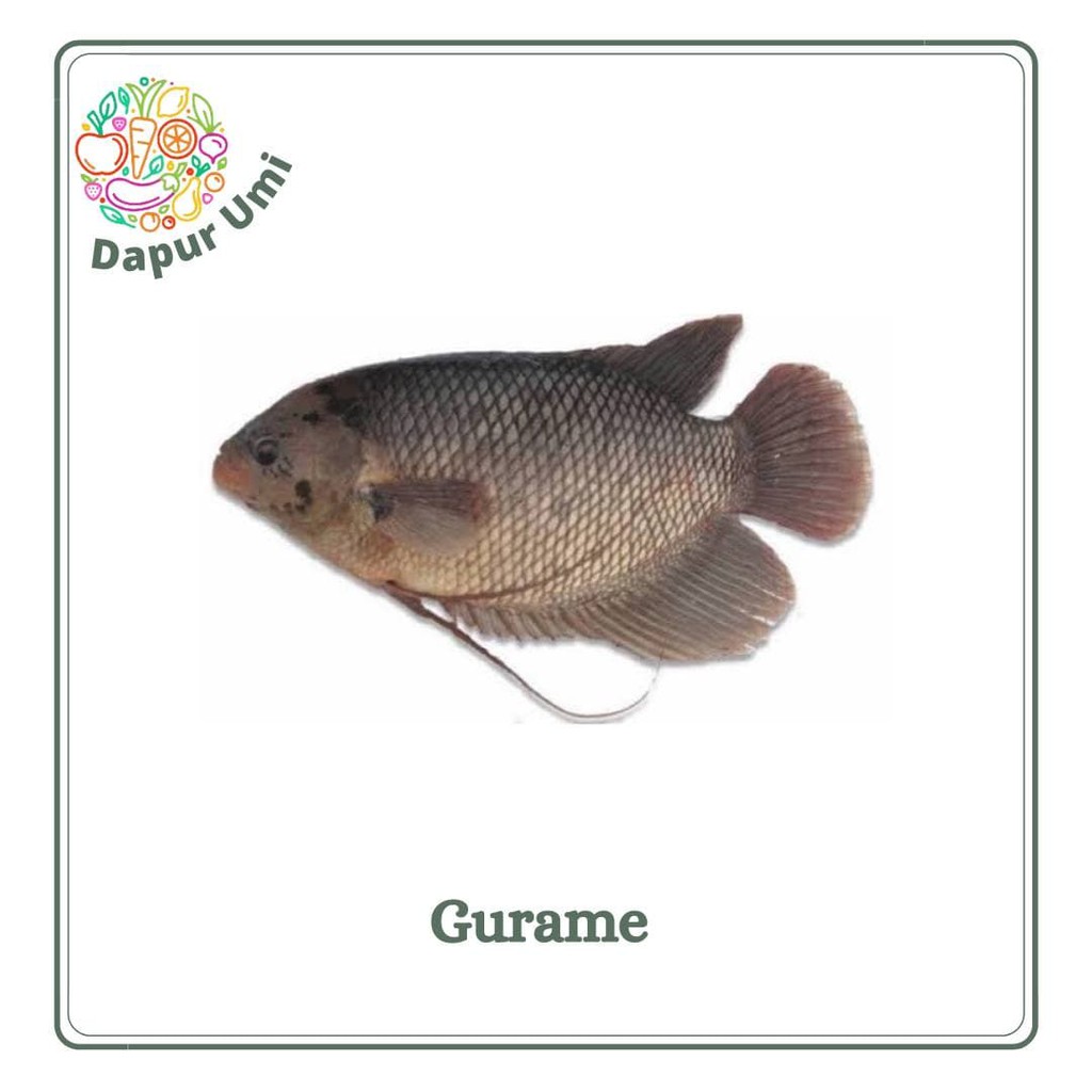 

IKAN GURAME - IKAN SEGAR PURWAKARTA