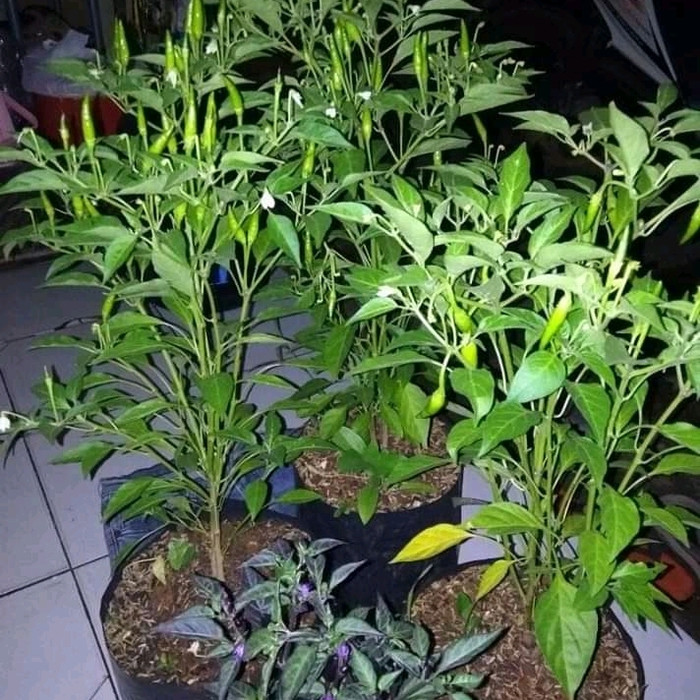 Pohon Cabe Rawit Sudah Berbuah Tanaman Pohon Cabe Rawit