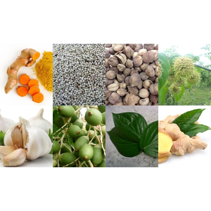 OBAT HERBAL OLES PRIA TERLARIS