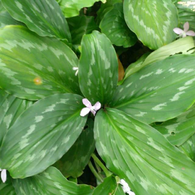  Calathea  merak calathea  kencur  tanaman hias kencur  