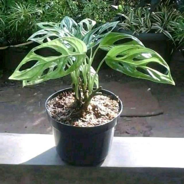 tanaman hias monstera oblicua janda bolong ASLI  mudah hidup POHON JANDA BOLONG ASLI