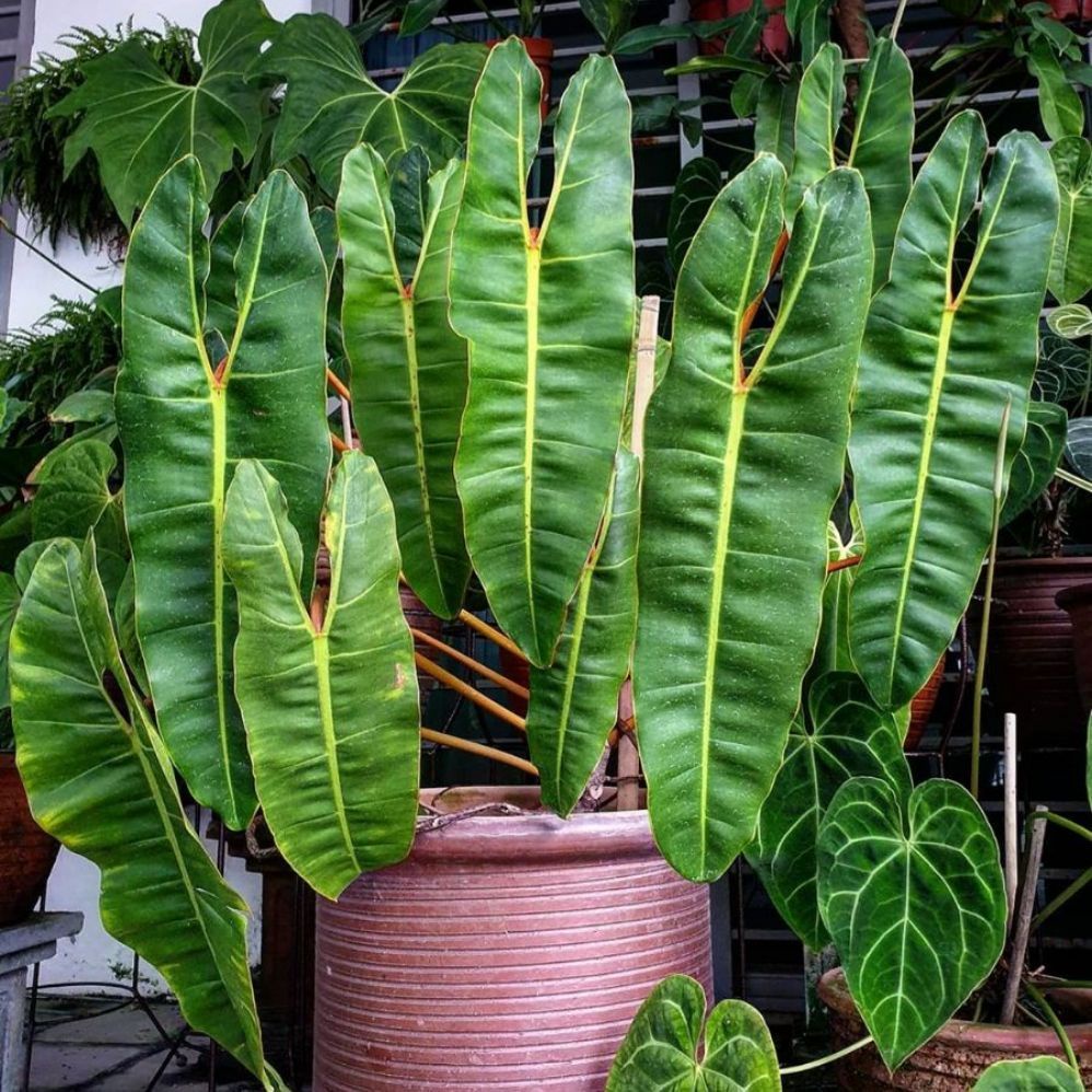 Tanaman Hias Philodendron Bilitieae Tanaman Bunga Kabel Busi Tanaman Philo Bilietiae Tanaman Hidup