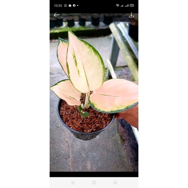 aglonema kocin sutra