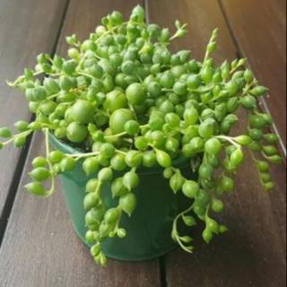  Tanaman  hias tradescantias fluminensis vatiegata Shopee 