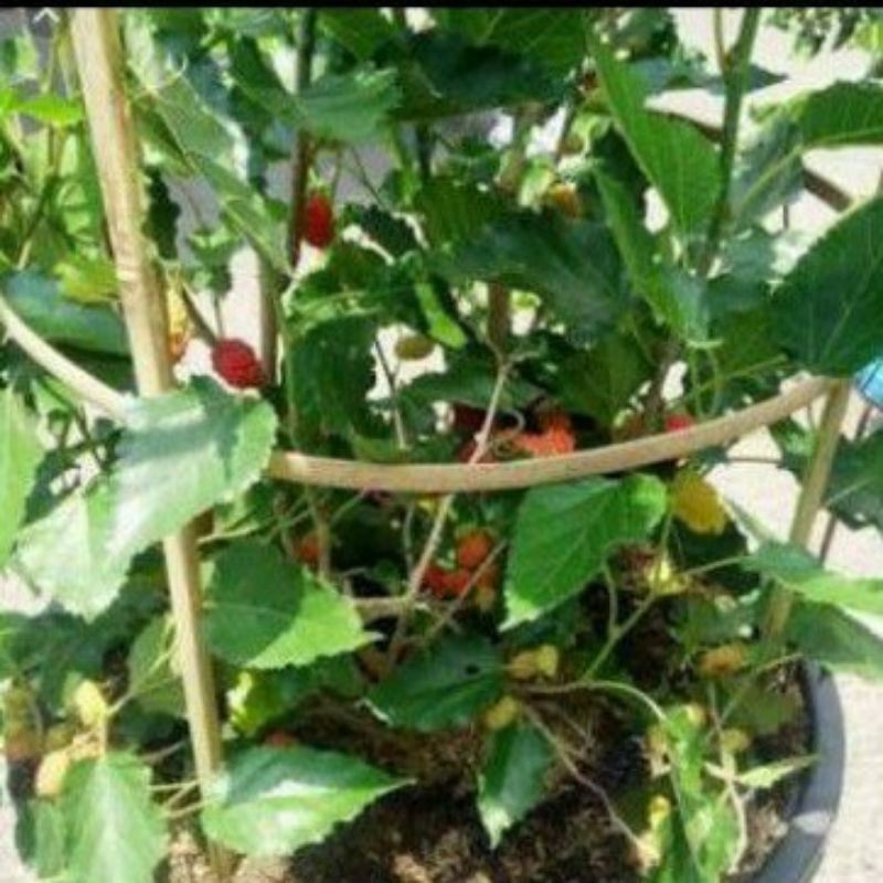 Ajir Melingkar Bambu Penyangga Tanaman Rambat