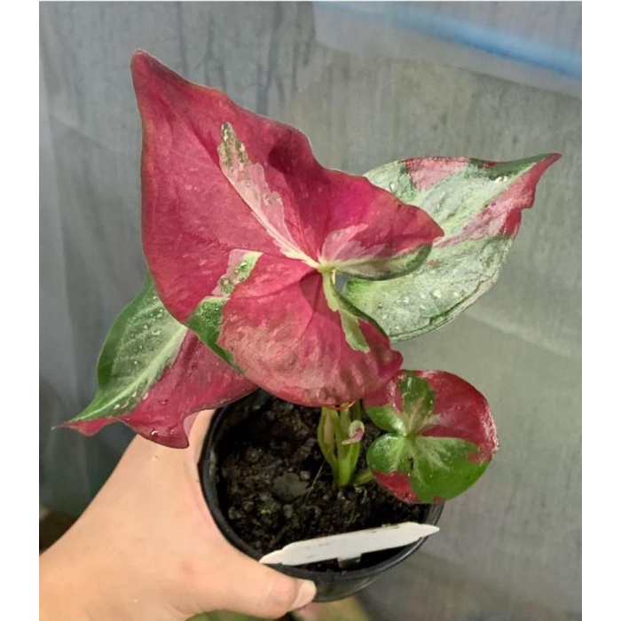 Tanaman Hias Keladi Shycol Menor | Bunga Hias Keladi Cat Tumpah