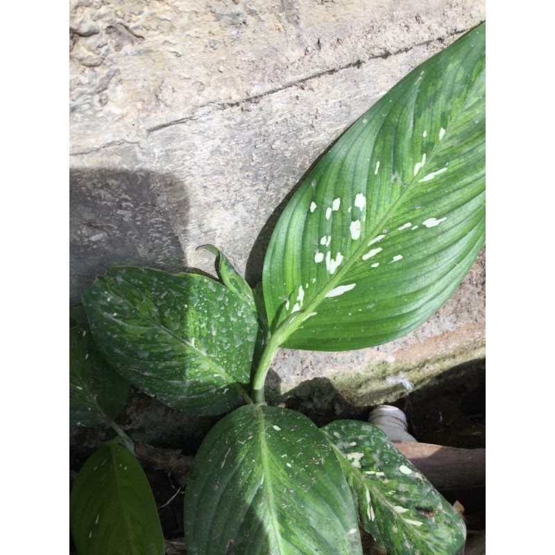 Bibit Keladi Beras Kutah - Beras Tumpah - Dieffenbachia - Sri Rejeki