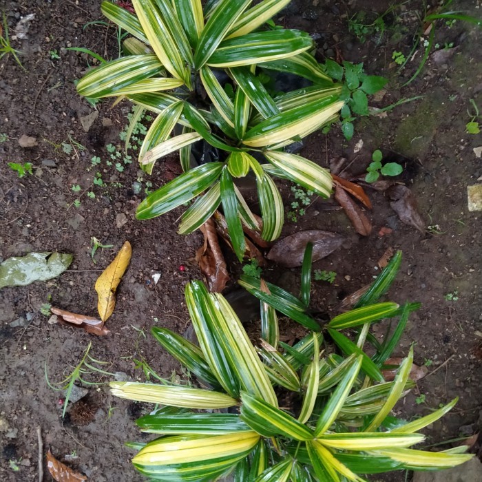 tanaman hias palem regu varigata|palm regu variegata