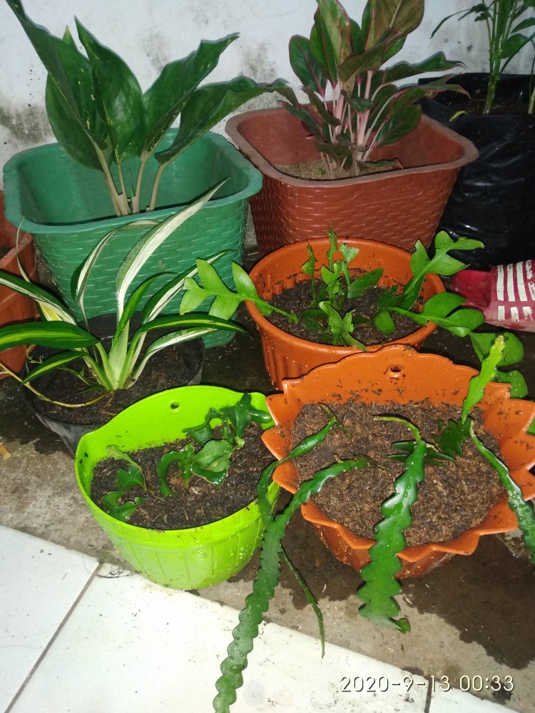 Tanaman Hias Zodia - Tanaman Anti Nyamuk