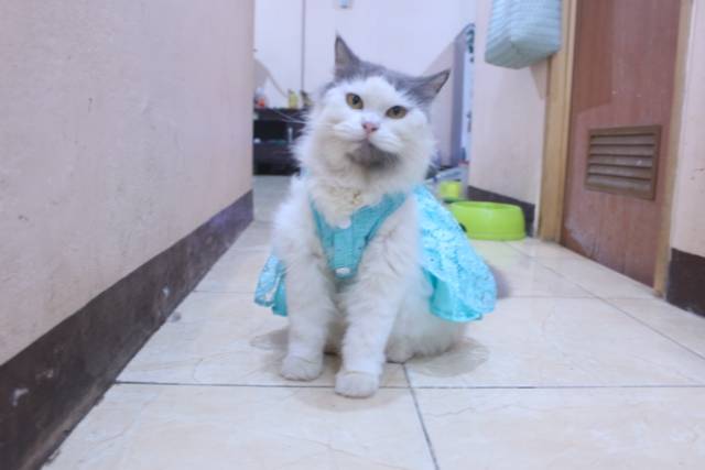 Dress satin renda warna toska untuk kucing dan anjing / baju kucing anjing murah size S-XL