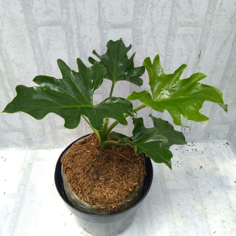 tanaman bunga philodendron / dendron jari