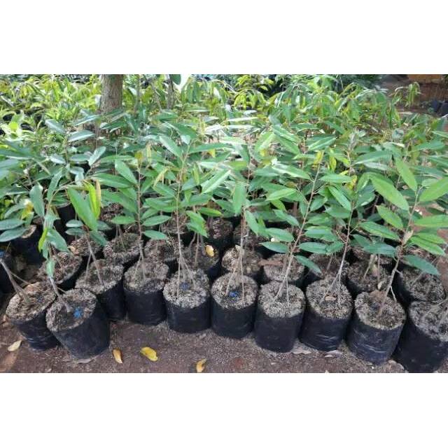 Bibit Durian Musangking Kaki 3 Cepat Berbuah