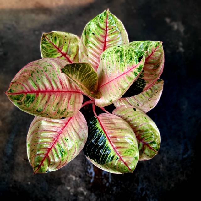 tanaman aglonema, sarae.id