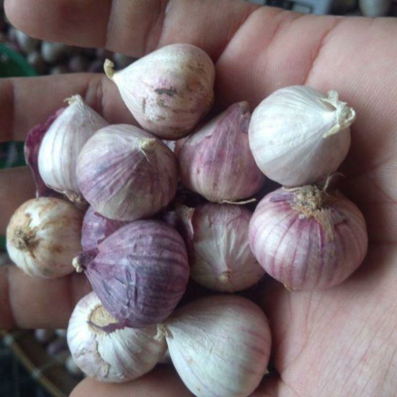 

bawang Lanang tunggal 500gram