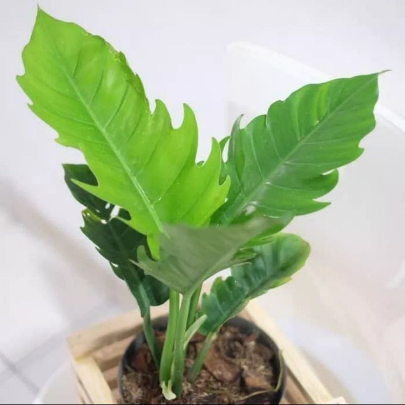 Tanaman hias philodendron gergaji - Philo gergaji - philodendron - philo