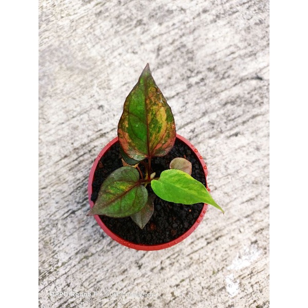 Hokeri pink merah darah