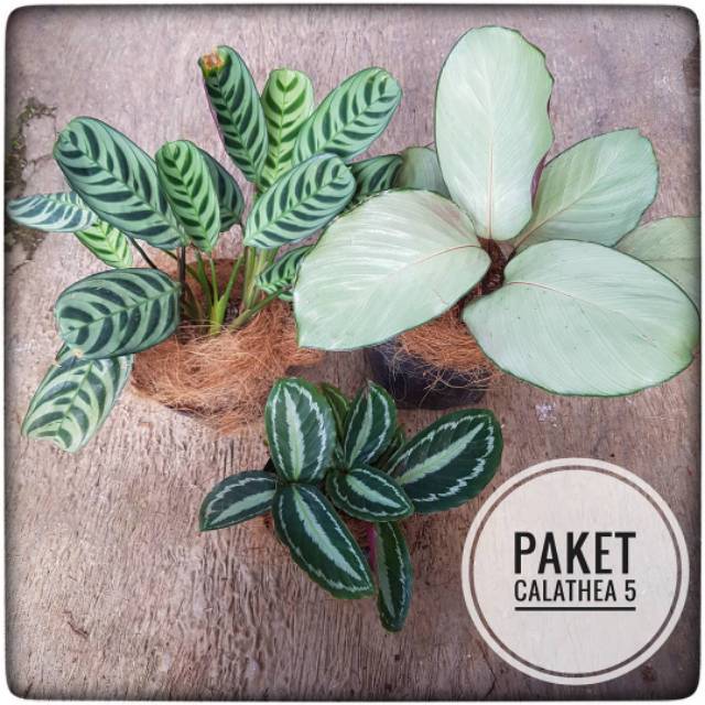 Paket 3 tanaman hias calathea / tanaman hias calathea / tanaman calathea / calathea silver / tanaman