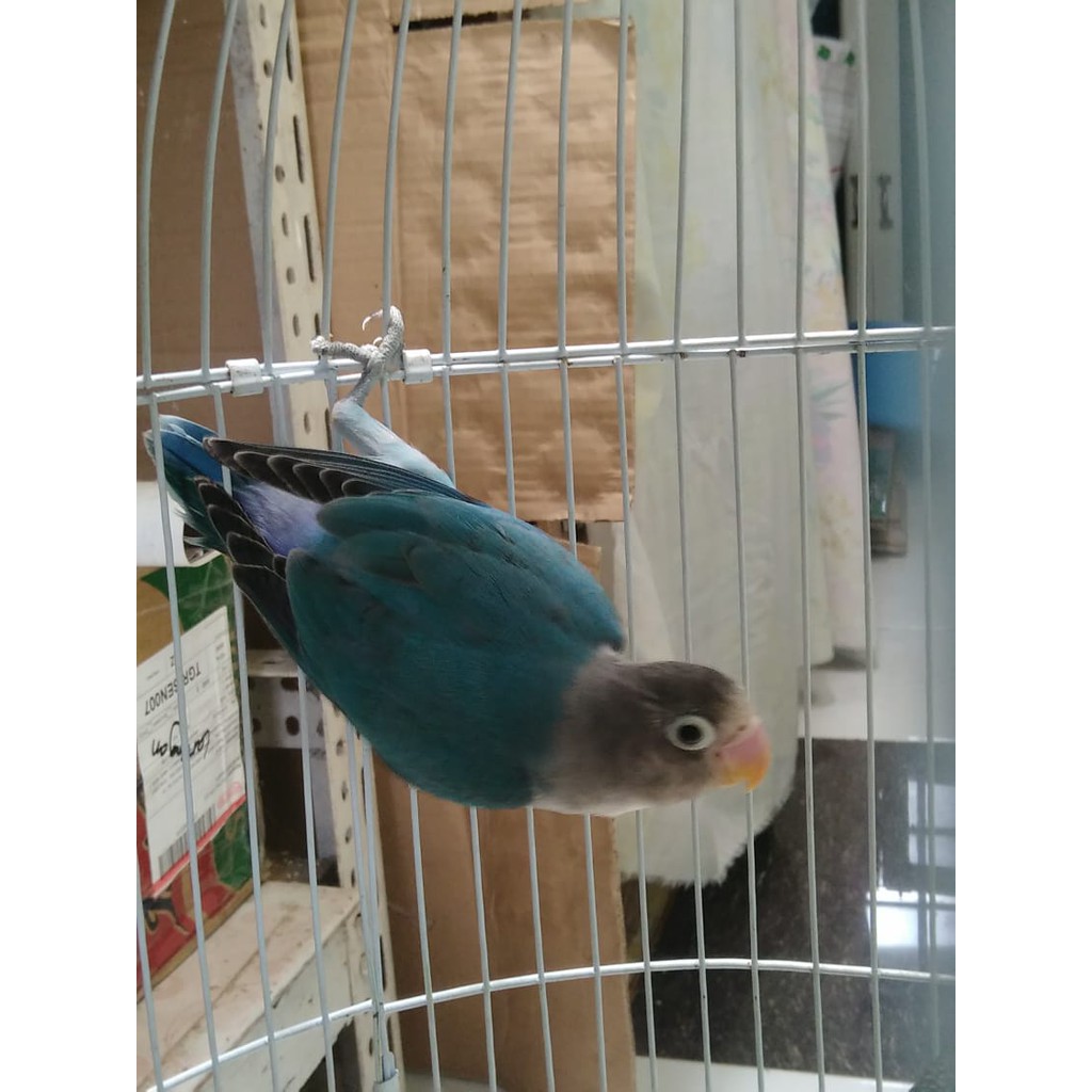 Burung Lovebird Lb Biru Mangsi Lolohan Ternakan Warna Mewah