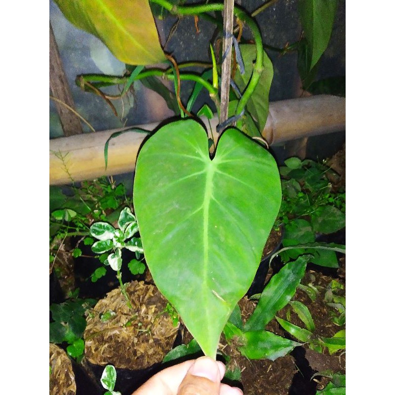 TANAMAN HIAS/BUNGA HIAS/DAUN/MILANO/MICAN