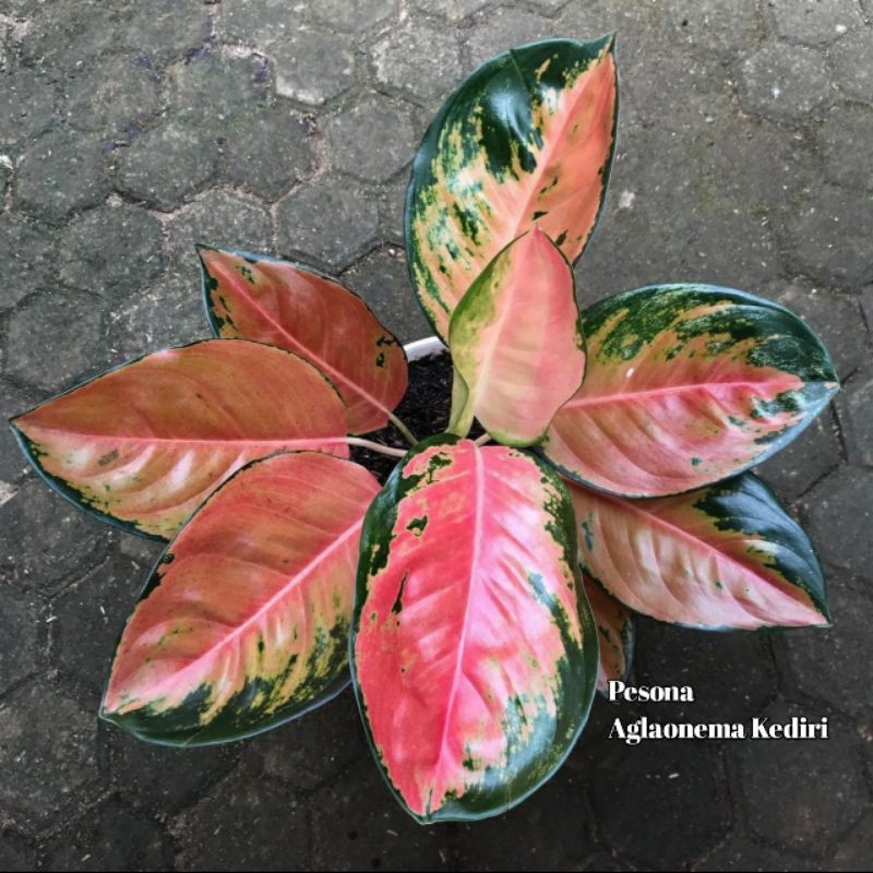 Aglaonema Aglonema KOCHIN TEMBAGA MERAH Hias Super