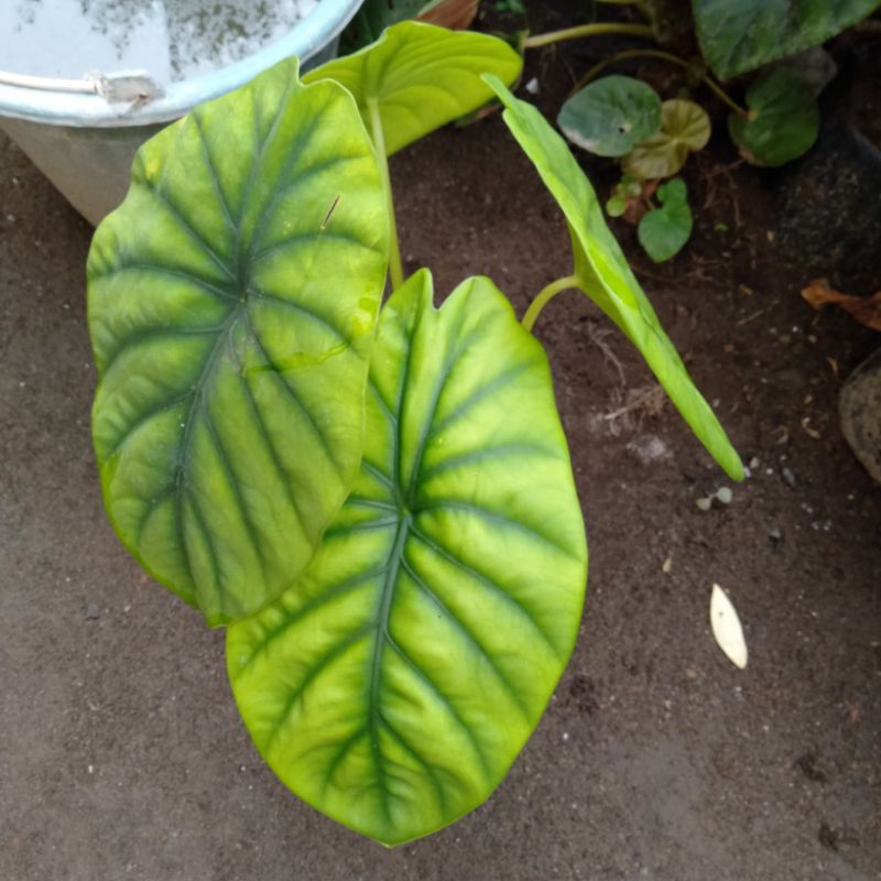 Keladi tengkorak hijau / keladi kuping gajah / keladi tengkorak hijau