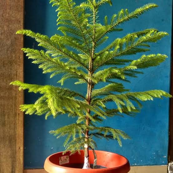 Tanaman Hias Pohon Cemara Norfolk -Pohon Cemara Norfolk/Cemara Norfolk