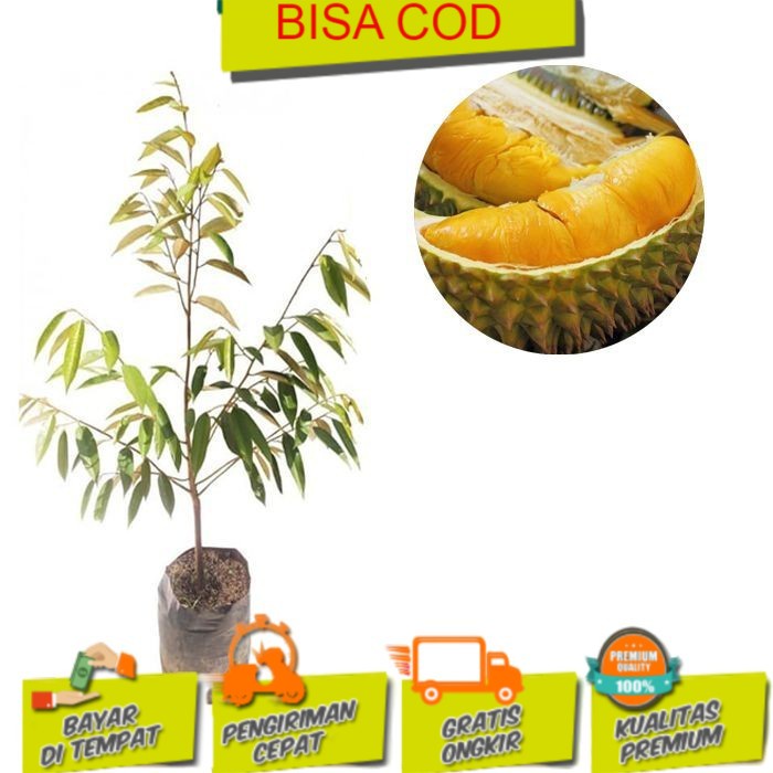 Obral Tanaman Buah Durian Monthong Montong Bibit tanaman buah