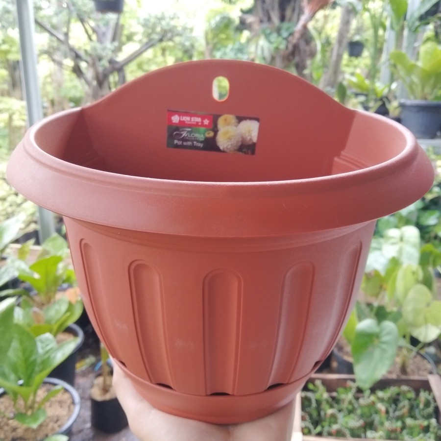 Pot Bunga Tempel Lion Star Lotus No. 6 Coklat / Pot Dinding