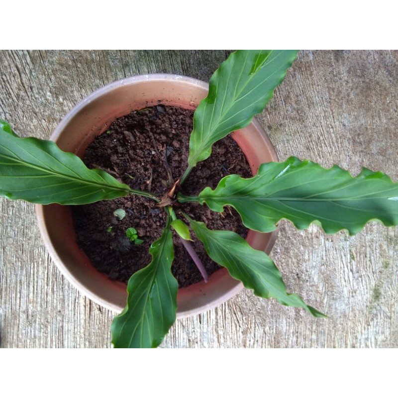 Bunga Gelombang Cinta