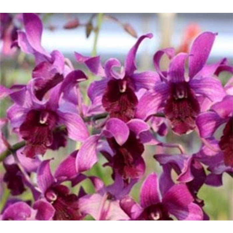 dendrobium inaraya red dewasa besar