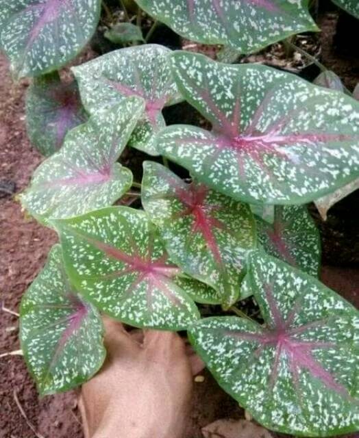 Tanaman Hias Keladi Hias Red Star Cladium Red Star Shopee Indonesia