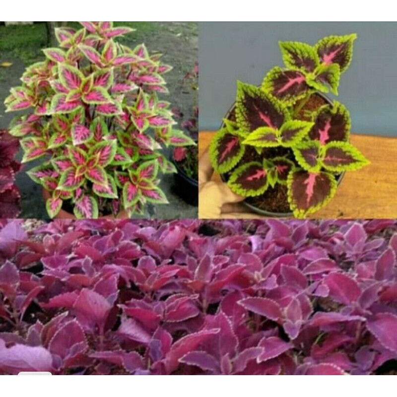 miyana herbal 3 paket miyana