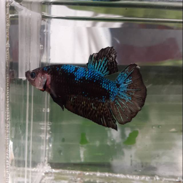Jual ikan cupang#koi#galaxy#emerald#multy colour#blue rim#black samurai