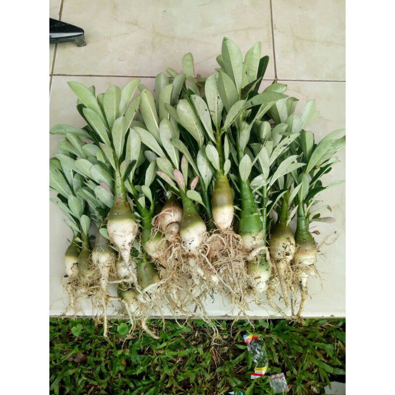 adenium size B/bibit ²⁰_²⁵ cm