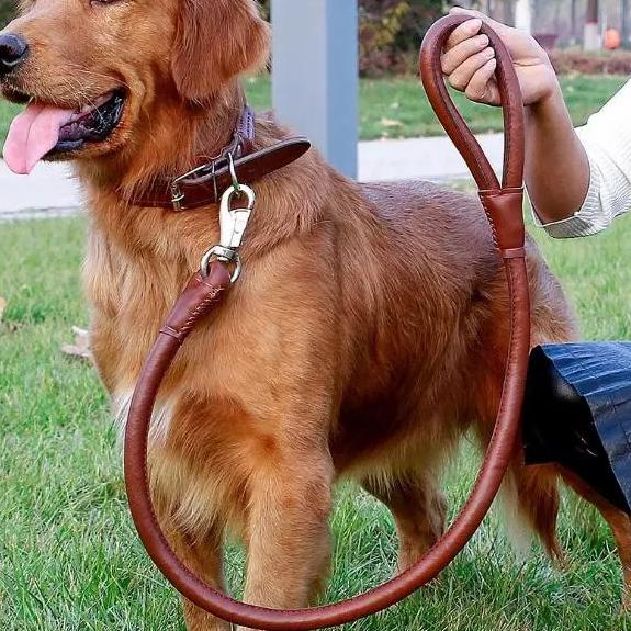 Kalung tali tuntun dog collar leash kulit anjing besar pitbull golden