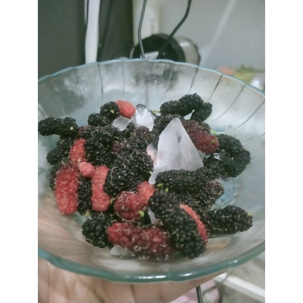 

buah mullbery untuk campuran masker