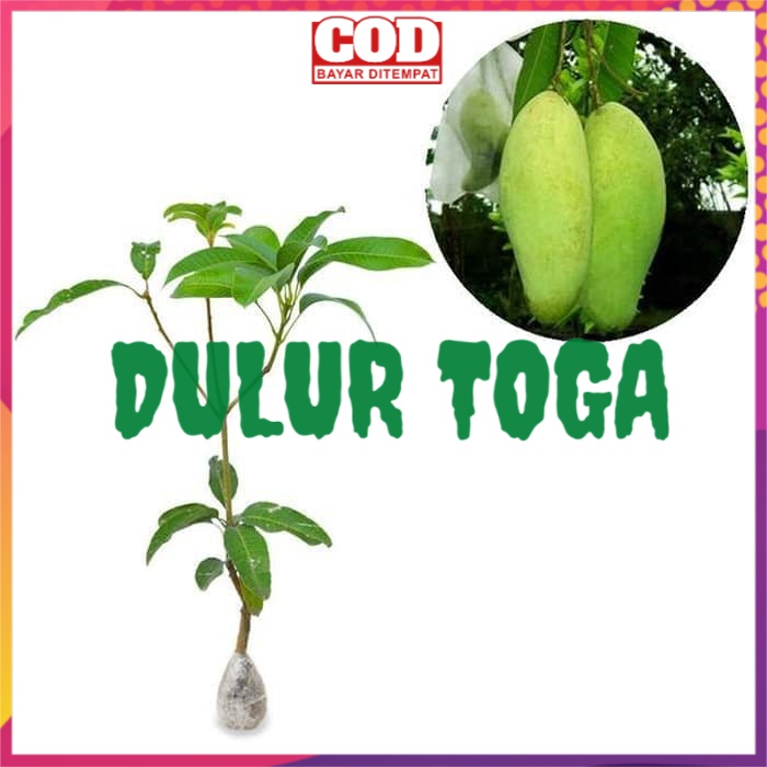 Bibit Buah Mangga Golek India