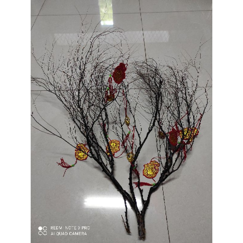 coral hitam pohon langka