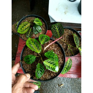 Calatea Maranta Kepiting  Pot Calathea  Marantha 