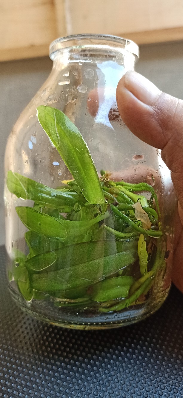 Anggrek Botol Bulan - Phalaenopsis Hybrid Botol Lab