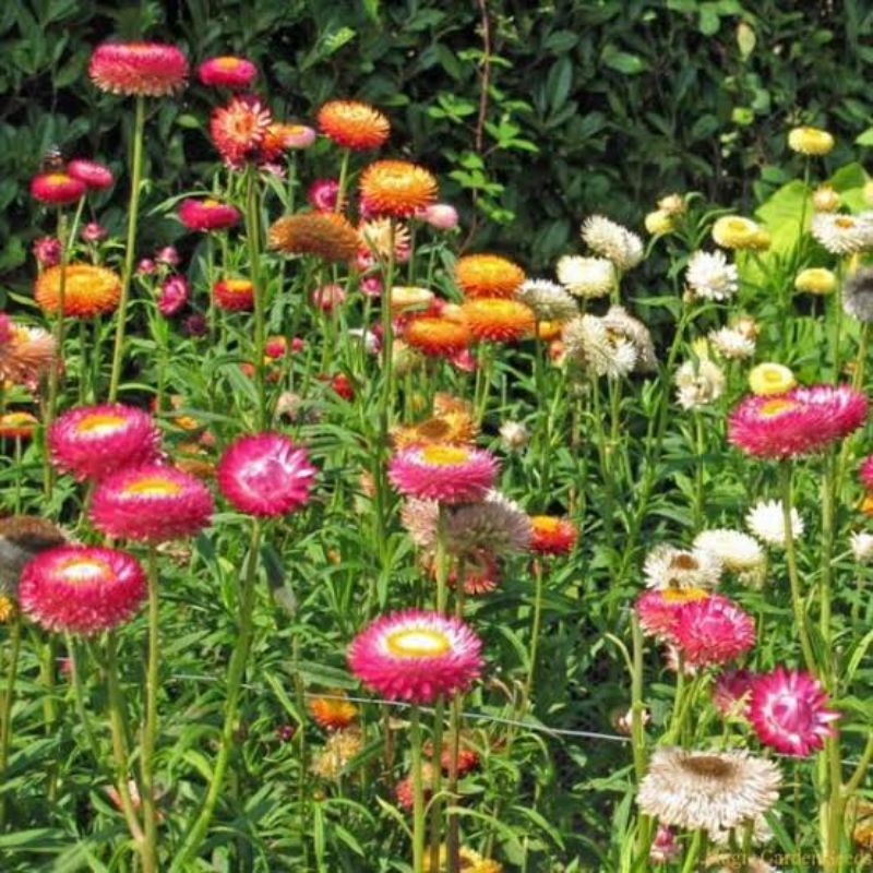 Benih Bibit Bunga Strawflower Swiss Giant Mix