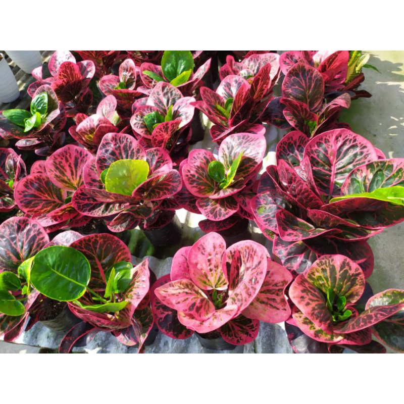 tanaman hias puring apel busarin