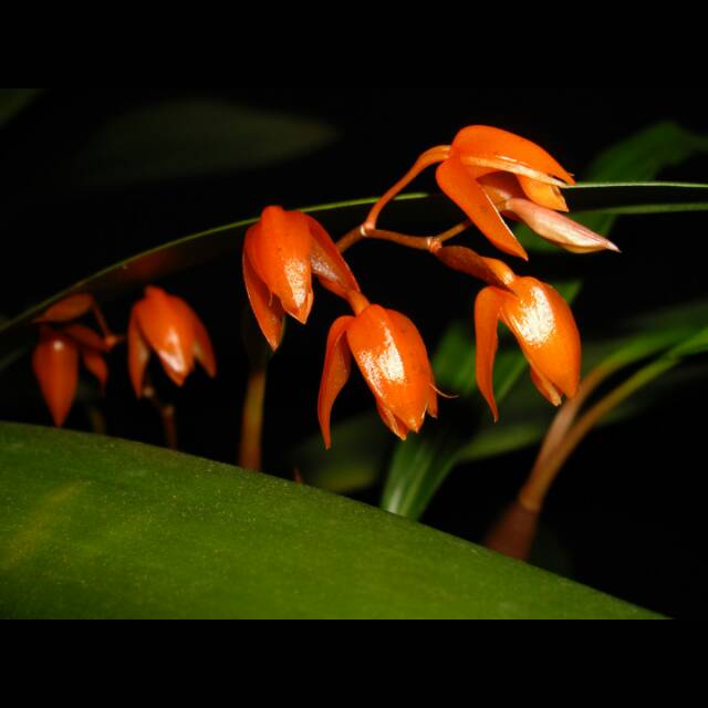 anggrek coelogyne miniata
