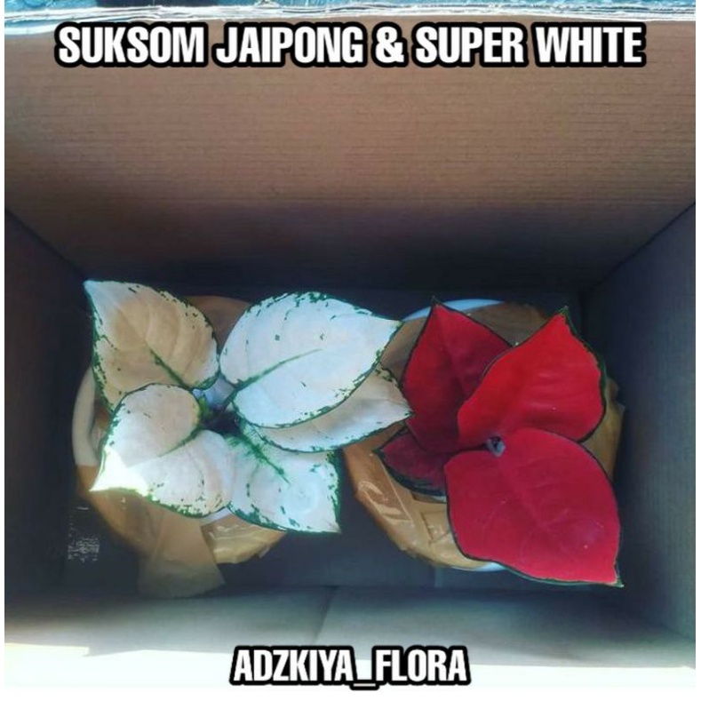 Paket Bonggol Aglonema Suksom Jaipong &amp; Super White