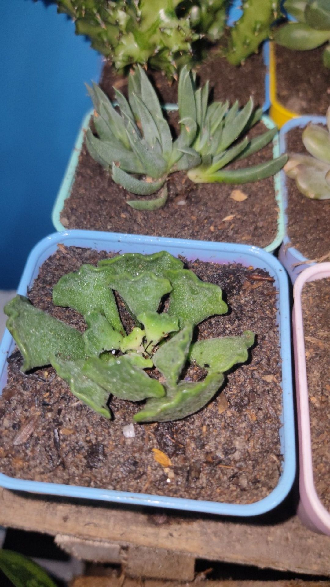 Sukulen Dan Kaktus Mini (adromischus Cristatus)