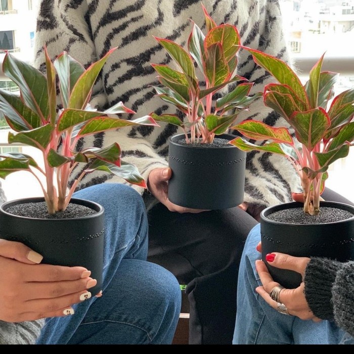 Bibit Tanaman Aglonema, Tanaman Hias Aglonema, Bibit Aglonema Lipstik