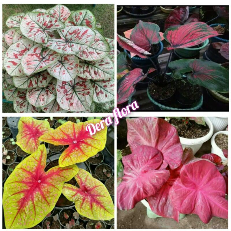 4 paket tanaman hias umbi caladium thailand keladi hias