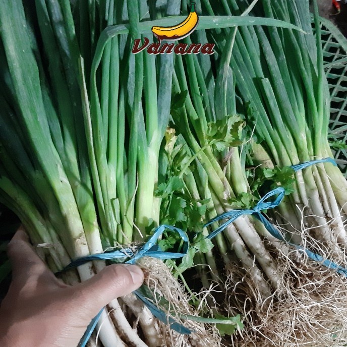 

VANANA Daun Bawang 1/2kg(500g)