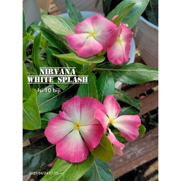 Benih Vinca Import Nirvana White Splash