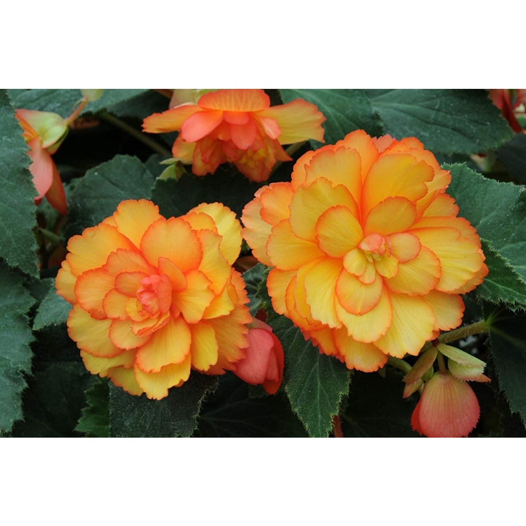 Benih Bibit Biji - Bunga Begonia Tuberous On Top Sunset Shades F1 Hybrid Flower (Premium Pelleted Seeds)